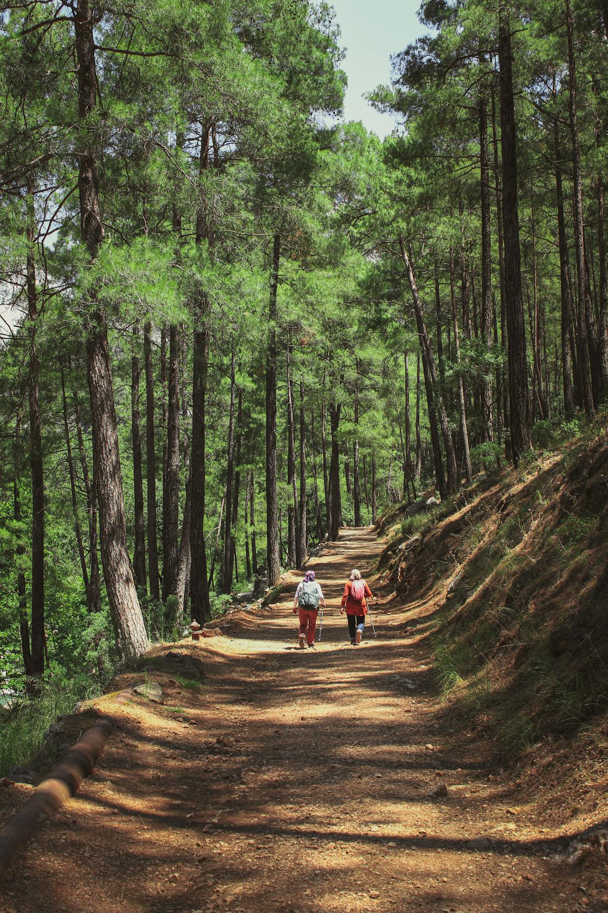 Hikers walking through a pine forest